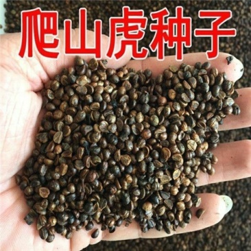 爬山虎种子爬墙的种籽爬墙虎种子爬藤植物攀爬植物种子常绿耐
