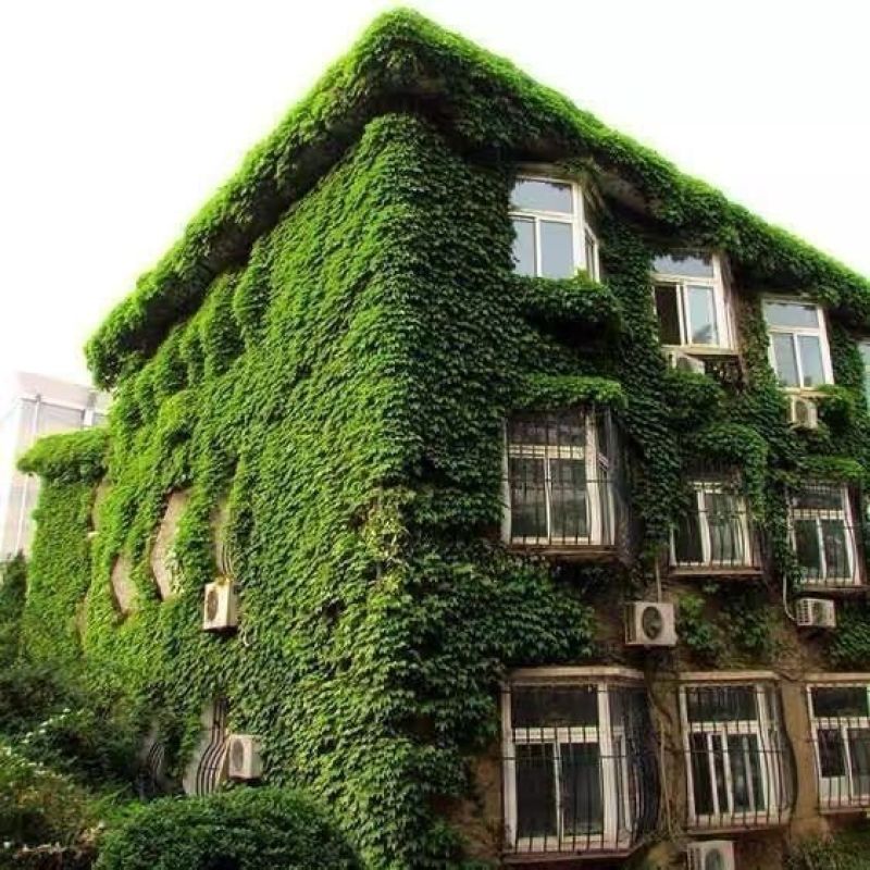 爬山虎种子爬墙的种籽爬墙虎种子爬藤植物攀爬植物种子常绿耐
