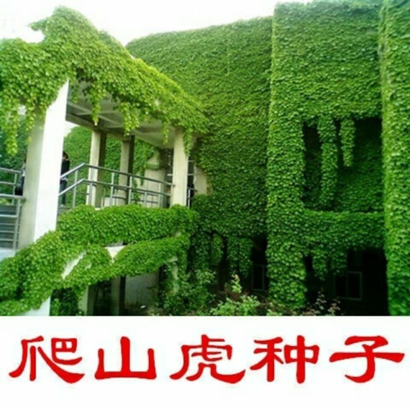 爬山虎种子爬墙的种籽爬墙虎种子爬藤植物攀爬植物种子常绿耐