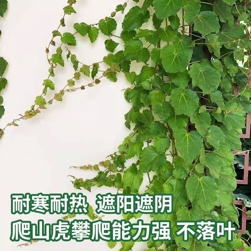 爬山虎种子爬墙的种籽爬墙虎种子爬藤植物攀爬植物种子常绿耐
