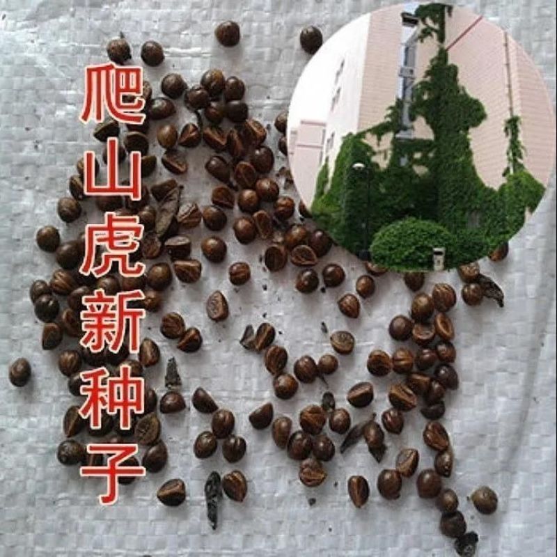爬山虎种子爬墙的种籽爬墙虎种子爬藤植物攀爬植物种子常绿耐
