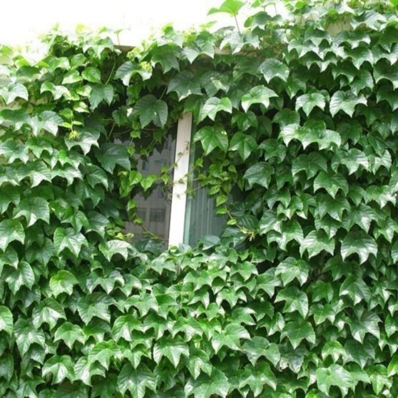 爬山虎种子爬墙的种籽爬墙虎种子爬藤植物攀爬植物种子常绿耐