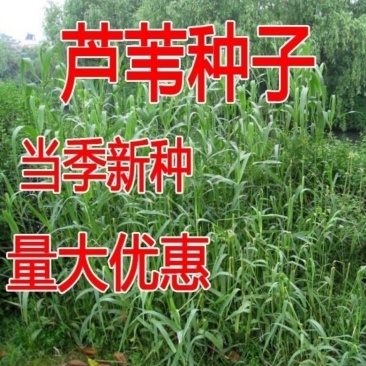 芦苇种籽护坡固土草种芦苇种子植物水生植物小灌木多年生芦苇