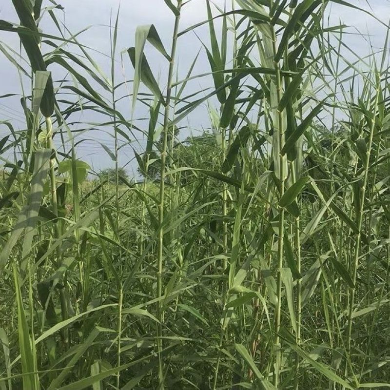 芦苇种籽护坡固土草种芦苇种子植物水生植物小灌木多年生芦苇