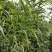 芦苇种籽护坡固土草种芦苇种子植物水生植物小灌木多年生芦苇