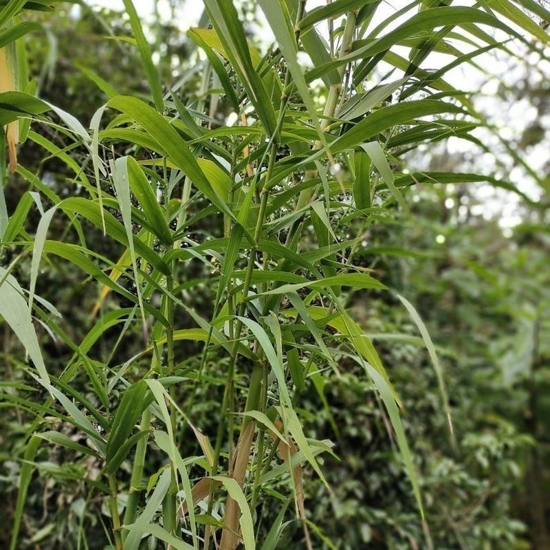 芦苇种籽护坡固土草种芦苇种子植物水生植物小灌木多年生芦苇