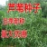 芦苇种籽护坡固土草种芦苇种子植物水生植物小灌木多年生芦苇