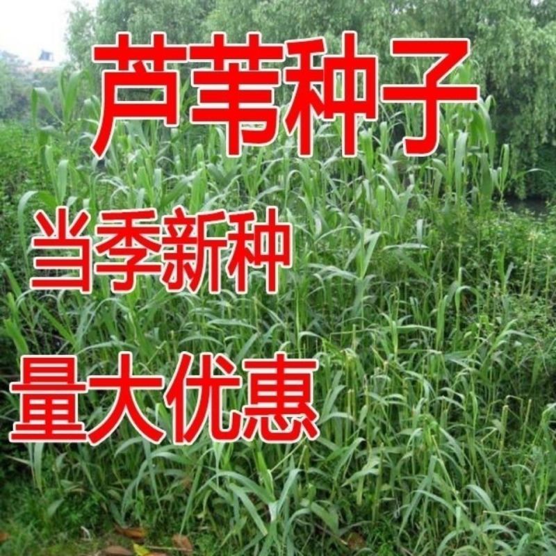 芦苇种籽护坡固土草种芦苇种子植物水生植物小灌木多年生芦苇