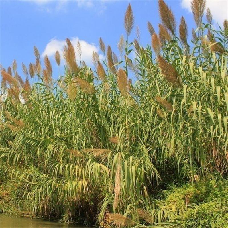 芦苇种籽护坡固土草种芦苇种子植物水生植物小灌木多年生芦苇