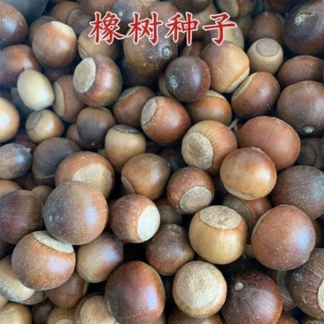 橡树种子红橡树种子象树种子栎树种子柞树种子娜塔栎种子