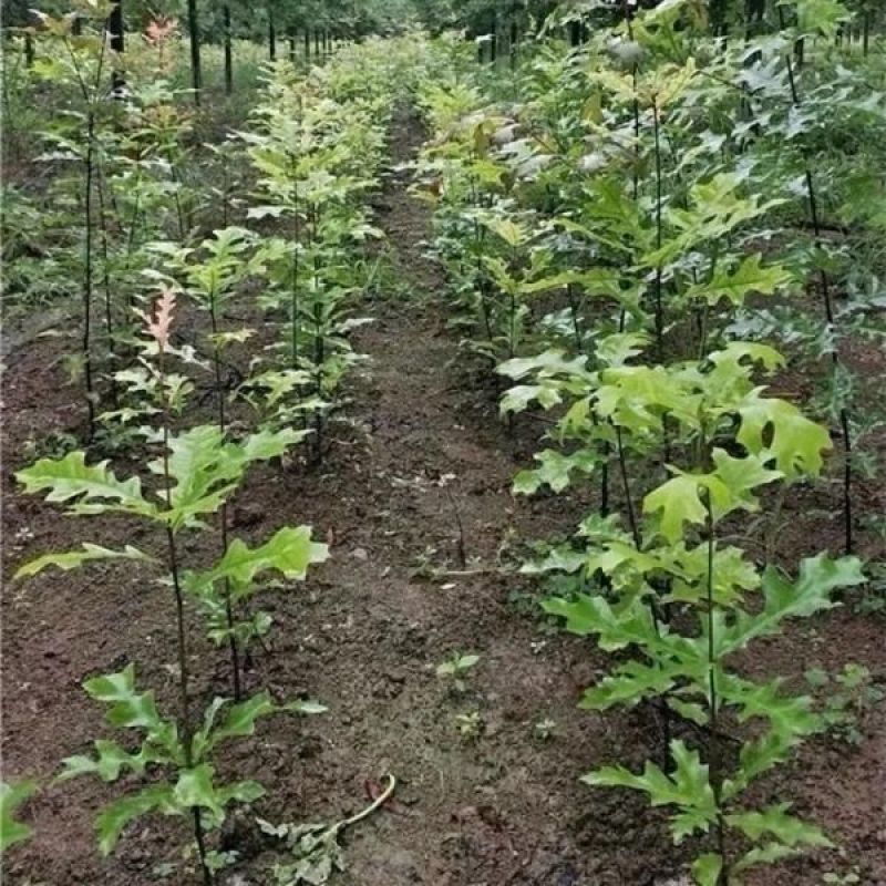 橡树种子红橡树种子象树种子栎树种子柞树种子娜塔栎种子