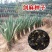 剑麻种子凤尾兰种子菠萝花种子四季常青优质植物种子