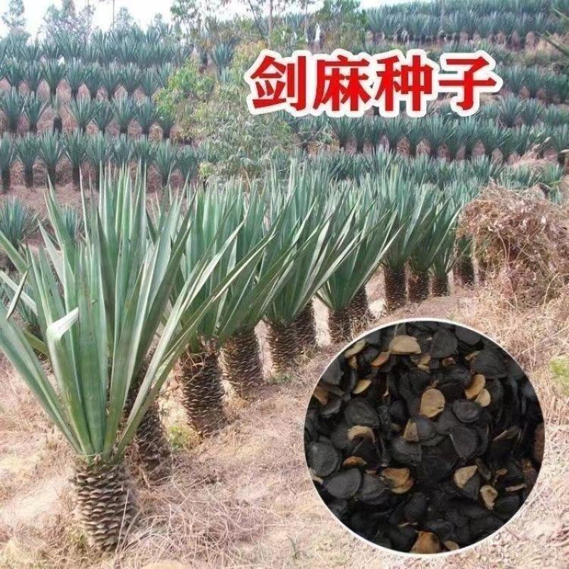 剑麻种子凤尾兰种子菠萝花种子四季常青优质植物种子