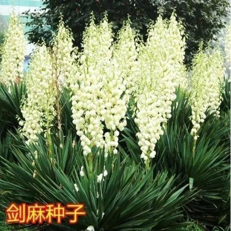 剑麻种子凤尾兰种子菠萝花种子四季常青优质植物种子