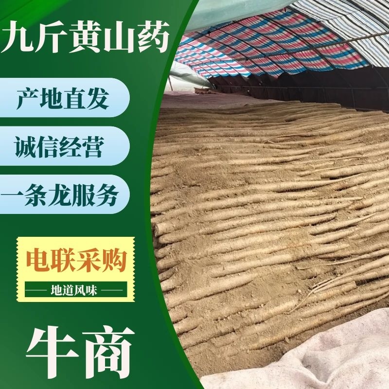 九斤黄山药【平台合作优质商家】专业种植户源头无差价，私聊