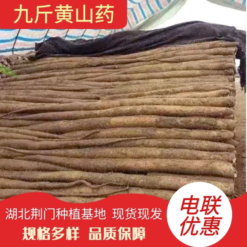 九斤黄山药【平台合作优质商家】专业种植户源头无差价，私聊
