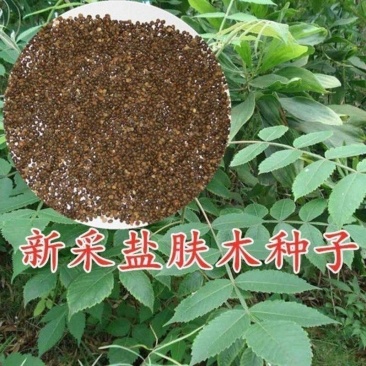 盐肤木种子