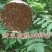 盐肤木种子