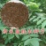 盐肤木种子