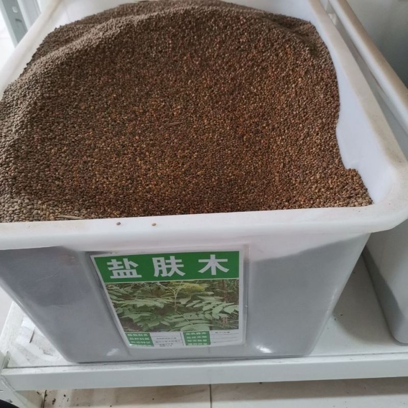 盐肤木种子