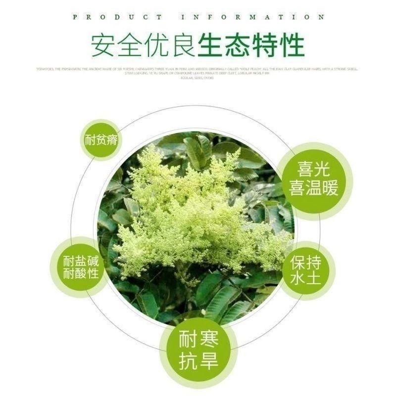 盐肤木种子