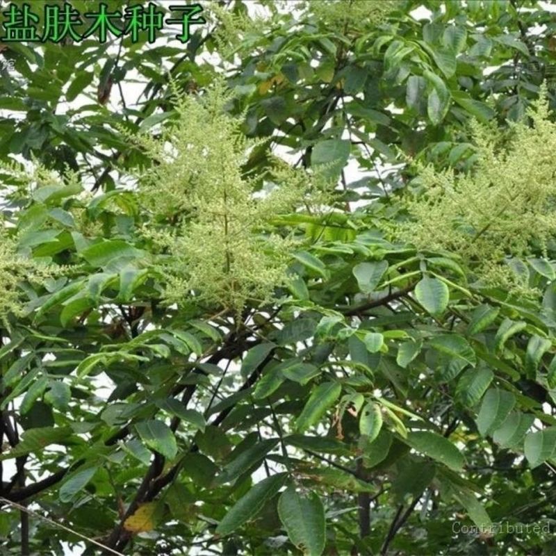 盐肤木种子