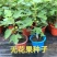 无花果种子果树种子水果种子阳台庭院盆栽无花果种籽树苗四季