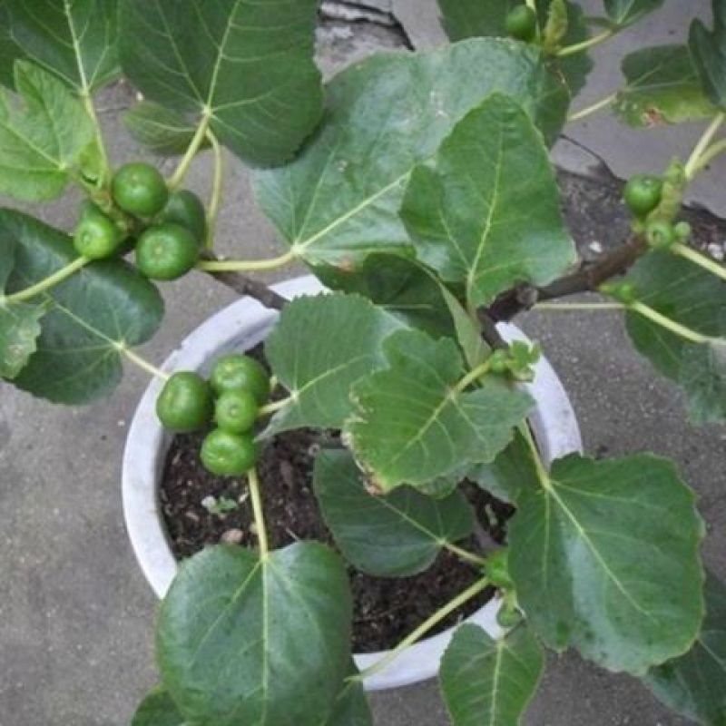 无花果种子果树种子水果种子阳台庭院盆栽无花果种籽树苗四季