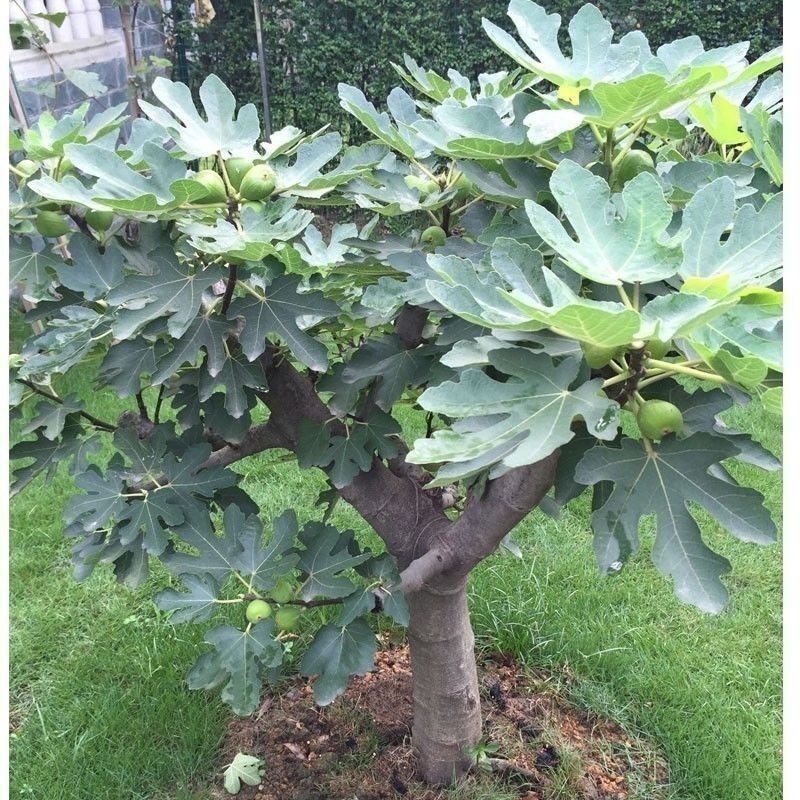 无花果种子果树种子水果种子阳台庭院盆栽无花果种籽树苗四季