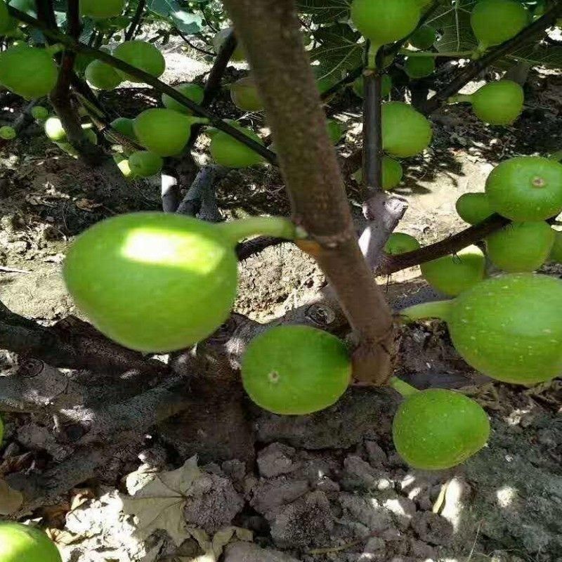 无花果种子果树种子水果种子阳台庭院盆栽无花果种籽树苗四季