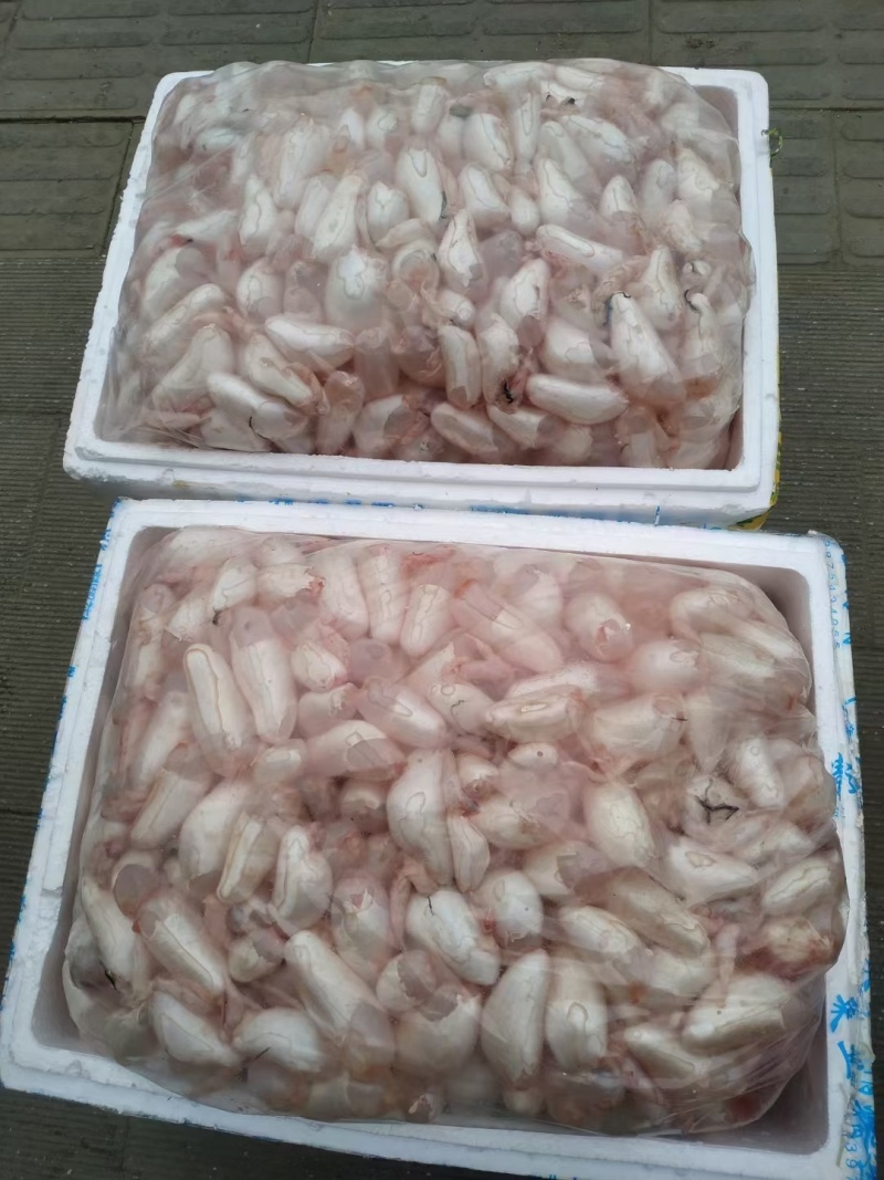湖北白鲢鱼泡新鲜鱼泡工厂直供现货批发
