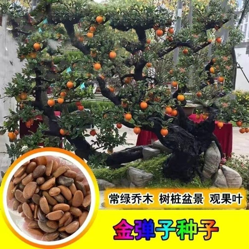 金弹子种子盆景树金弹子种子金弹子种籽金单弹子种籽
