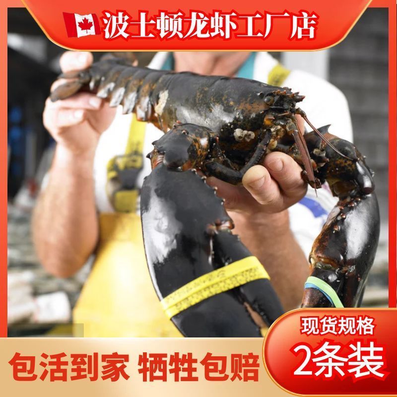 波士顿龙虾鲜活大龙虾波龙活的海鲜水产特大帝王
