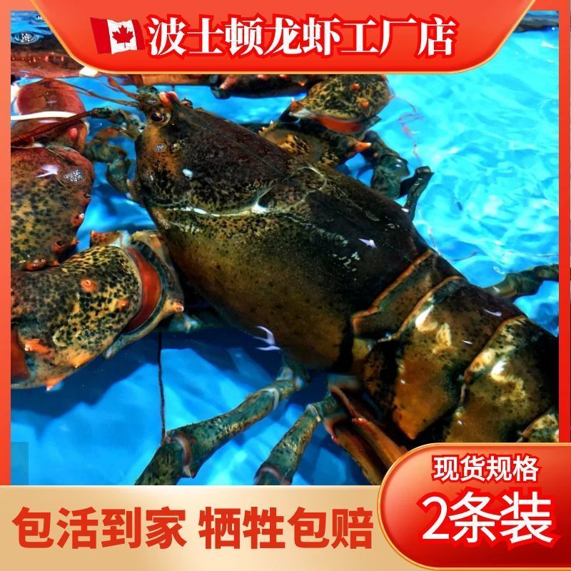 波士顿龙虾鲜活大龙虾波龙活的海鲜水产特大帝王