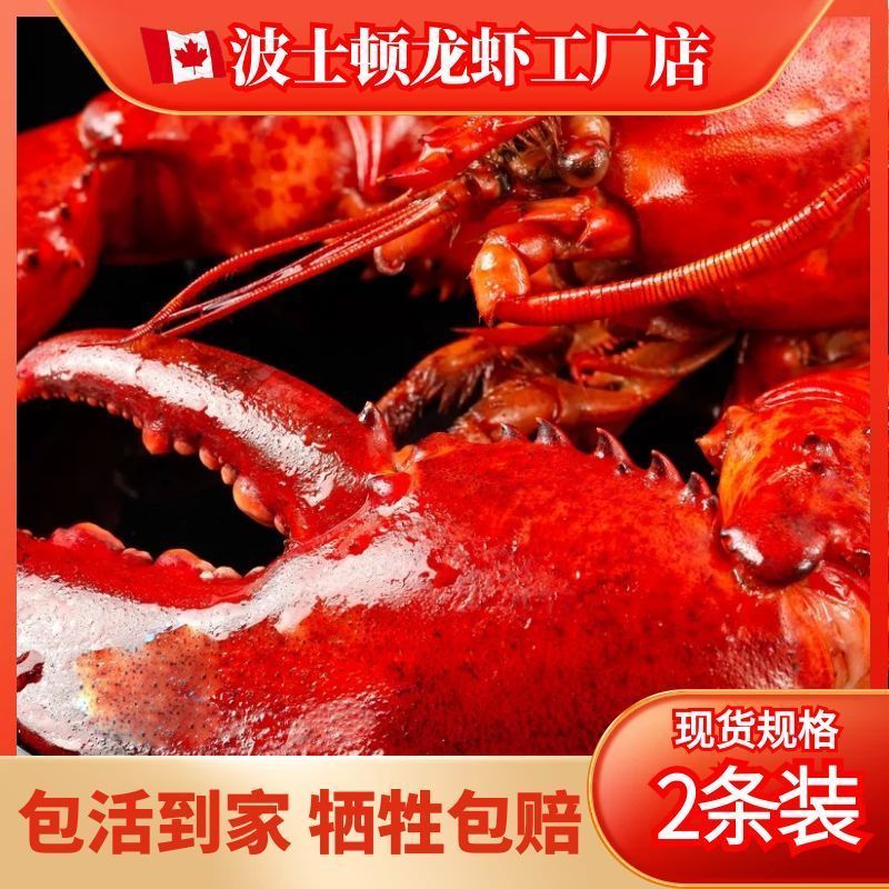 波士顿龙虾鲜活大龙虾波龙活的海鲜水产特大帝王