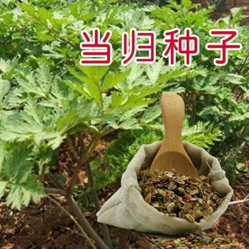 新产当归种子中药材种子甘肃纯新当归种子各种药材种新子产当