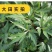 新产当归种子中药材种子甘肃纯新当归种子各种药材种新子产当