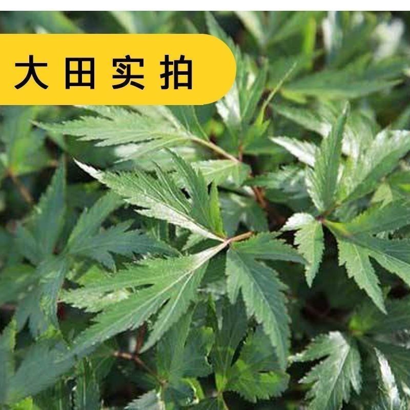 新产当归种子中药材种子甘肃纯新当归种子各种药材种新子产当