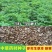 新产当归种子中药材种子甘肃纯新当归种子各种药材种新子产当