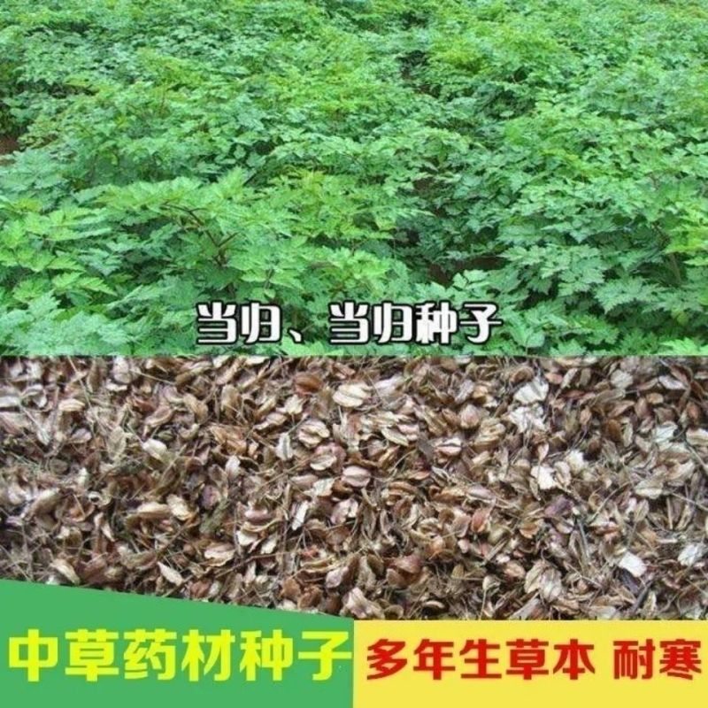 新产当归种子中药材种子甘肃纯新当归种子各种药材种新子产当