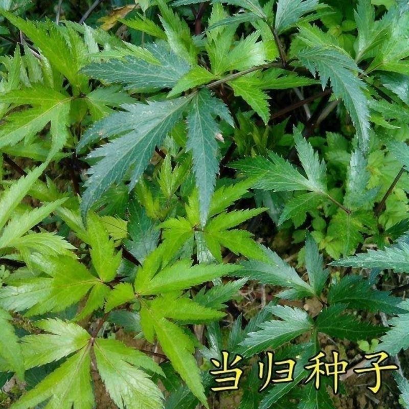 新产当归种子中药材种子甘肃纯新当归种子各种药材种新子产当