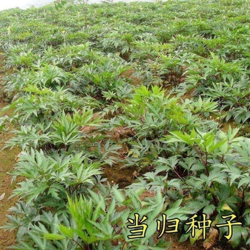 新产当归种子中药材种子甘肃纯新当归种子各种药材种新子产当