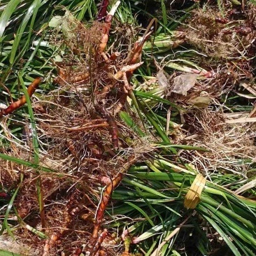 四川野生石菖蒲苗山菖蒲蒲根可泡水可盆栽正宗新鲜包邮
