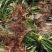 四川野生石菖蒲苗山菖蒲蒲根可泡水可盆栽正宗新鲜包邮