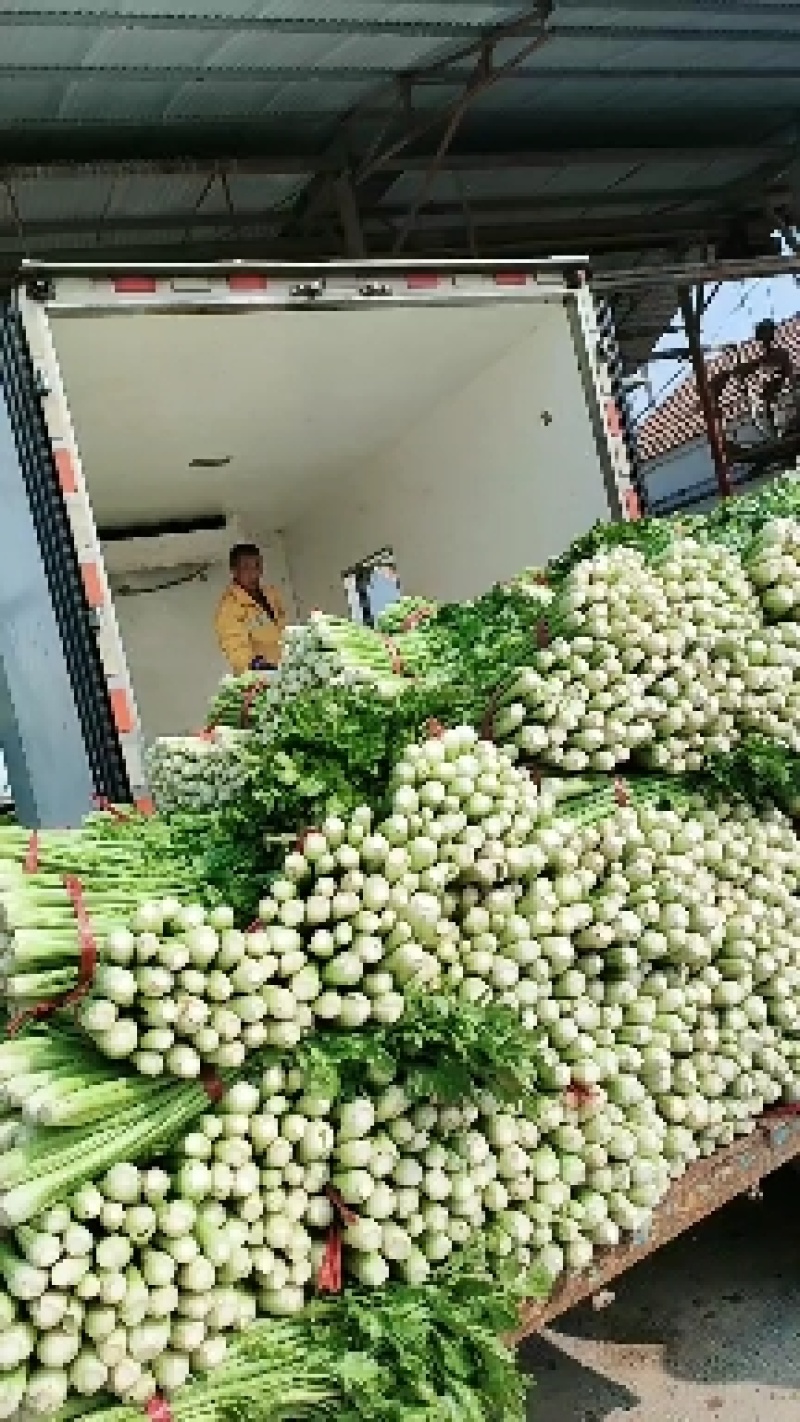 芹菜，大小颗精品芹菜，保质保量，货源充足，一手货源