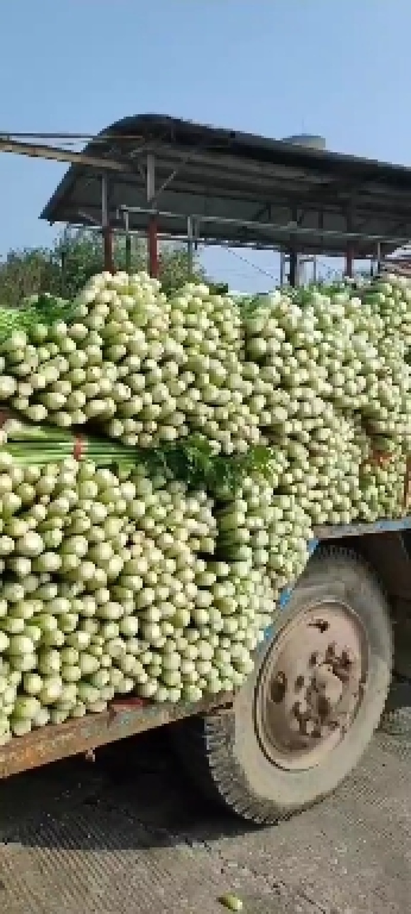 芹菜，大小颗精品芹菜，保质保量，货源充足，一手货源