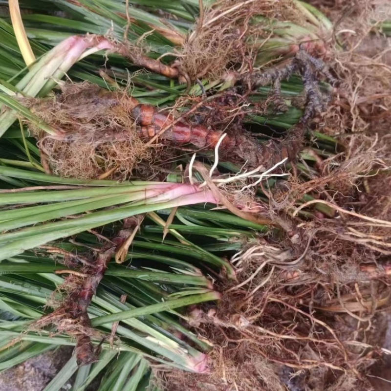 四川野生石菖蒲苗山菖蒲蒲根可泡水可盆栽正宗新鲜包邮