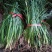 四川野生石菖蒲苗山菖蒲蒲根可泡水可盆栽正宗新鲜包邮