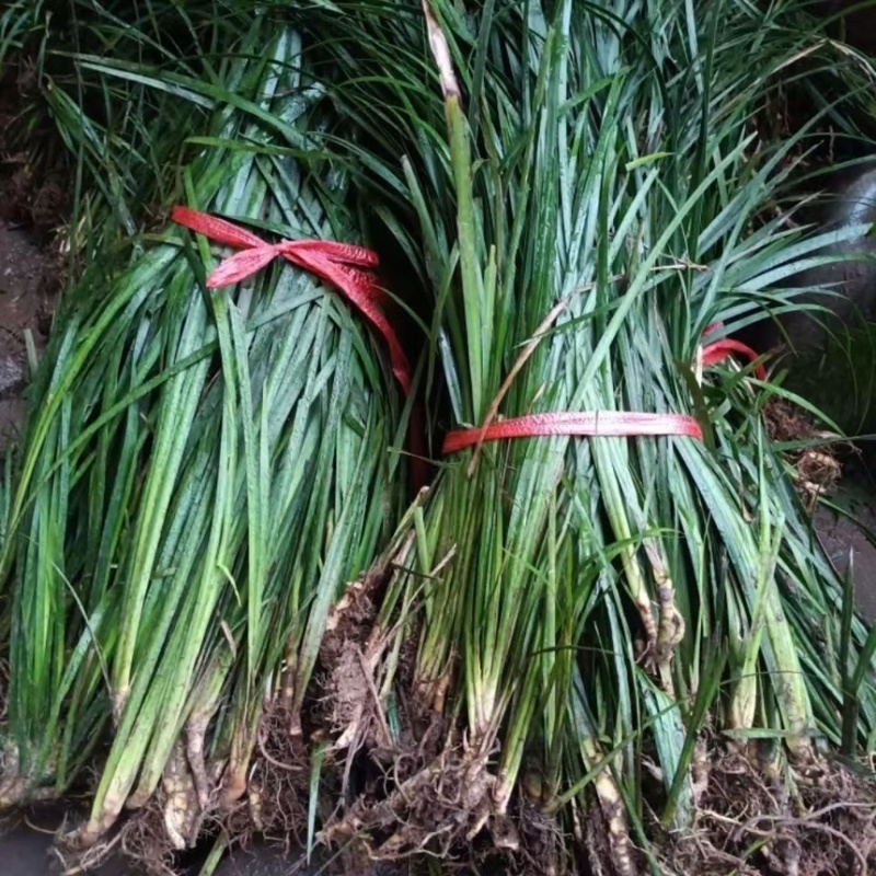 四川野生石菖蒲苗山菖蒲蒲根可泡水可盆栽正宗新鲜包邮