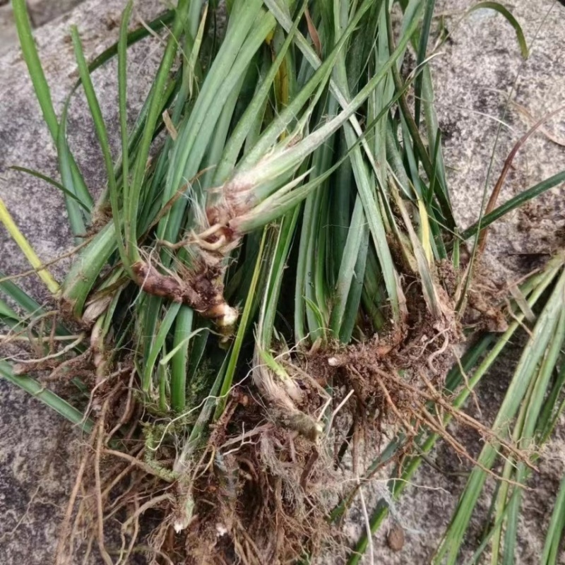 四川野生石菖蒲苗山菖蒲蒲根可泡水可盆栽正宗新鲜包邮